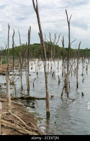 Lago di sale morto di Tambukan con alberi secchi in acqua, Stavropol regione, Russia Foto Stock