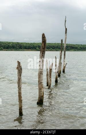 Alberi secchi sulle acque del lago salato morto di Tambukan, regione di Stavropol, Russia Foto Stock