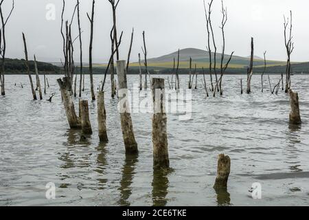 Alberi secchi sulle acque del lago salato morto di Tambukan, regione di Stavropol, Russia Foto Stock