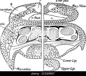 . Un rapporto preliminare dello sviluppo del NAUPLIUS di Leptodora hyalina (Lillj.) . Banda .Mesodernd&sq-. B. 5S i. 4.-A. Sezione verticale longitudinale attraverso il rigonfiamento dorsale-laccemico; IT i&gt; presa ad una certa distanza dalla linea medio-dorsale (vedi fig. 2).B, sezione simile presa elosio alla linea medio-dorsale. Fine S&,. Labbro superiore. B. A. i. 5.-A. Sezione obliquamente trasversale attraverso il gonfiore dorsale-laterale di nmetanplio. Il lias della ghiandola mascellare si differenziano bruscamente dall'octoderma di imbeddiug. B. sezione simile attraverso un metanaupio più vecchio; lo spazio contrassegnato Foto Stock