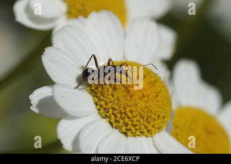 Ninfa di un baco di damsel (Himacerus mirmicoides), famiglia Nabidae in cerca di preda sui fiori di feverfew (Chrysanthemum parthenium). Agosto Foto Stock