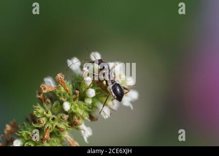 Ninfa di un baco di damsel (Himacerus mirmicoides) della famiglia Nabidae in cerca di preda alla menta (Mintha). Agosto, in un giardino olandese. Foto Stock