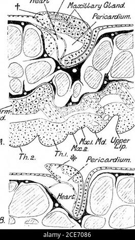 . Un rapporto preliminare dello sviluppo del NAUPLIUS di Leptodora hyalina (Lillj.) . MUSCCE B. A. 3?IG. 3.-A. Ci-oss-sezione di un giovane nauplius appena dietro il rudimento tlie di 2ndmaxilla. Il condotto di uscita della ghiandola mascellare può vedersi passare innelgonfiore dorsale-laterale. B. sezione trasversale di un nauplius leggermente più vecchio; è un po 'posteriore ad A.differenziazione di encl-sae e parte del tubo ghiandolare può essere visto nel gonfiore dorsale-laterale. MaaziLary GlandPericardium. Banda .Mesodernd&sq-. B. 5S i. 4.-A. Sezione verticale longitudinale attraverso il doro-lafceml swe Foto Stock