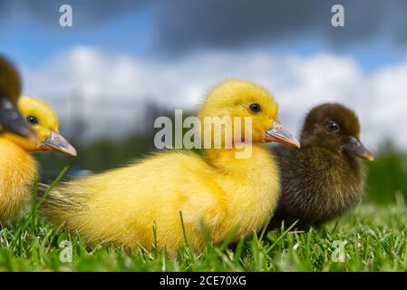 Piccole anatroccoli neonati che camminano sul cortile su erba verde. Anatroccolo giallo carino che corre su campo prato in giornata di sole. Foto Stock