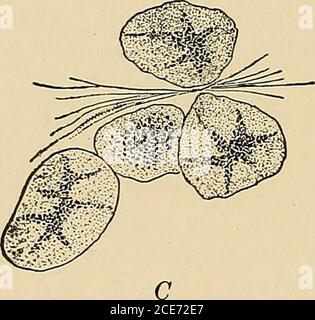 . Un testo-libro di fisiologia : per gli studenti di medicina e medici . le cellule mostrano ma poca alterazione, ma la stimolazione del simpatico produce un cambiamento marcato. Le cellule diventano più piccole, i nuclei più arrotondati, e i granuli moreclosamente impaccati. Quest'ultima apparizione sembra, tuttavia, essere * Barcroft, Journal of Physiology, 1900, 25, 479. t Carlson, Greer, e Becht, American Journal of Physiology, 19, 360.1907. 760 FISIOLOGIA DELLA DIGESTIONE E DELLA SECREZIONE. A causa dei reagenti indurenti utilizzati. Un quadro più veritiero di ciò che si verifica può essere ottenuto da uno studio di sezioni della ghiandola fresca. Lang-le Foto Stock