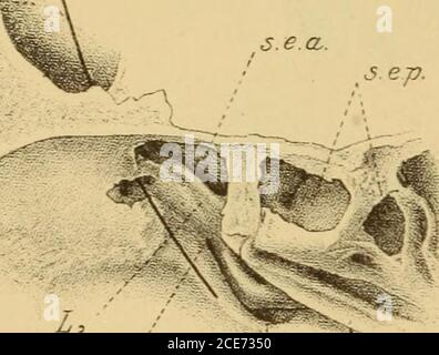 . entzündlichen Erkrankungen der Nebenhöhlen der Nase . len Seite des vorderen Labj^rinthes bis über denhiatus vorgeschoben. Diese Zellen entsprechen somit anatomisch demhinteren Labyrinthe, obzwar sie topographisch nahezu die vorderstenSiebbeinzellen repräsentiren. Hajek, Nebenhöhlen der Xase. 12 - 178 b) Topographie des Siebbeinlabyrinthes. ICH halte eine eingehende Besprechung dieses Capitels für beson-ders wichtig. Densn wie in dem Capitel der Diagnose und Therapieder Erkrankungen des Siebbeinlabyrinthes gezeigt werden soll, hängtdas Mass unseres Könnens auf diag Foto Stock