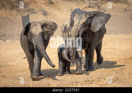 Allevamento di elefanti con un piccolo elefante che cammina insieme coperto In fango umido nel Parco Kruger Sud Africa Foto Stock