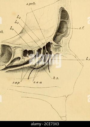. An das Siebbein-labyrinth sieht man, dassdie einzelnen Grübchen voll-kommen verschiedenen Sieb-beinspalten entsprechen (Zu-ckerkandl) und Verhältnissennicht normalen Nebenhöhlen normalen. entzündlichen Der pneumatische Raumder Stirnhöhle läuft nachinnen und unten in einenTrichter aus, dessen Oeffnung,das ostium frontal, dieCommunication mit der Nasenhöhle darstellt (Fig. 48). Die nasale Oeffnung der Stirnhöhle wird von Partien des Siebbeines, ins-besondere von der bulla ethmoidalis, rispettivi von ihrer Gr Foto Stock