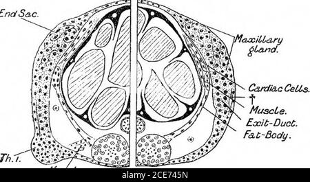 . Un rapporto preliminare dello sviluppo del NAUPLIUS di Leptodora hyalina (Lillj.) . Max? SLG. Pressacavo 2,-vista dorsale di mctanauplius. La carapace embrionale, formata dalla fusione dei due rigonfiamenti dorso-l&terali, si estende gradualmente sul torace, x 110 diametri. MUSCCE B. A. 3?IG. 3.-A. Ci-oss-sezione di un giovane nauplius appena dietro il rudimento tlie di 2ndmaxilla. Il condotto di uscita della ghiandola mascellare può vedersi passare innelgonfiore dorsale-laterale. B. sezione trasversale di un nauplius leggermente più vecchio; è un po 'posteriore ad A.differenziazione di encl-sae AN Foto Stock