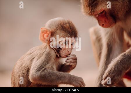 Rhesus macaque o Macaca mulatta bambino e madre seduta dentro Ambiente naturale in India Foto Stock