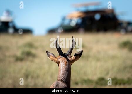 Adulto topi antilope guardare veicoli safari a Masai Mara in Kenya Foto Stock