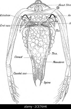 . Un rapporto preliminare dello sviluppo del NAUPLIUS di Leptodora hyalina (Lillj.) . Fro. 1.-Vista ventrale del vuuipliiK più giovane della piastrella. Formica. 3 i&gt; tthan in qualsiasi altro periodo di vita, x 110 diametri. P3i&gt;Tn3?sfeK He&d Shield. Max? SLG. Pressacavo 2,-vista dorsale di mctanauplius. La carapace embrionale, formata dalla fusione dei due rigonfiamenti dorso-l&terali, si estende gradualmente sul torace, x 110 diametri. Foto Stock