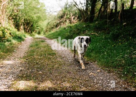 Adorabile cane con pelliccia bianca e nera a piedi in campagna percorso in campagna e guardando la macchina fotografica Foto Stock