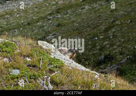 Marmotta alpina, marmota in un paesaggio alpino Foto Stock