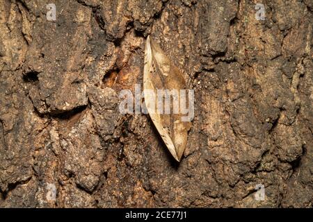 Hypopyra vespertilio alimentazione sap di Kunugi (quercia a dente di sega), Isehara Città, Prefettura di Kanagawa, Giappone Foto Stock