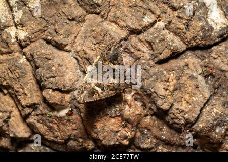 Catocala nagioides nutrendo linfa di Kunugi (quercia a dente di sega), Isehara City, Prefettura di Kanagawa, Giappone Foto Stock