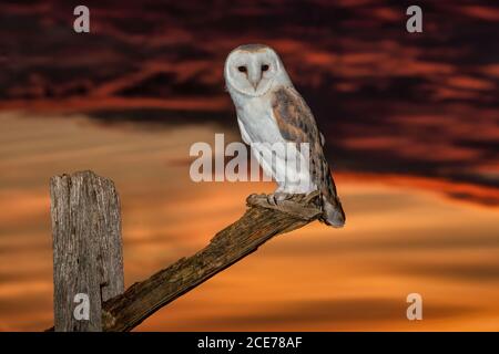 Barbagianni con piume bianche sorprendenti e un'espressione vigile. Uccello rapace notturno iconico diffuso nella campagna britannica. Foto Stock