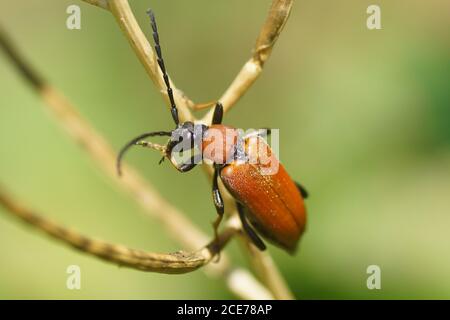 Una femmina Longhorn Beetle rosso-marrone (Stettoleptura rubra). Un coleottero della famiglia longhorn Beetles (Cerambycidae). In un giardino olandese in estate. Foto Stock