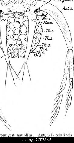 . Un rapporto preliminare dello sviluppo del NAUPLIUS di Leptodora hyalina (Lillj.) . correnti nate. Themagnet è in acciaio fuso, ed è mostrato in elevazione in sezione in fig. 1. La sezione del nucleo da 12 pollici sulla linea AA è riportata in fig. 2. Wiresare sono stati filettati attraverso i fori praticati nel piano AA, racchiudendo le zone numerate i, 2, 3, 4. (fig, 2) e un'altra bobina (N. 5) circonda il nucleo. Un galvanometro DArsonval è stato piazzato in ciascuno di questi cinque circuiti con una resistenza regolabile per controllare la deflessione massima. Le deflessioni degli aghi del vivalvanoma Foto Stock