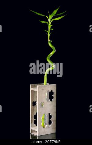 Immagine concettuale di ecologia con gambo di bambù in vaso di legno sopra sfondo nero Foto Stock