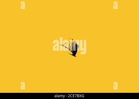 Vista dall'alto della cialda di caffè gialla su sfondo giallo Foto Stock