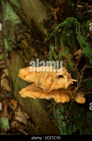 Pollo dei funghi del bosco Laetiporus sulfureus che cresce su un albero. Foto Stock