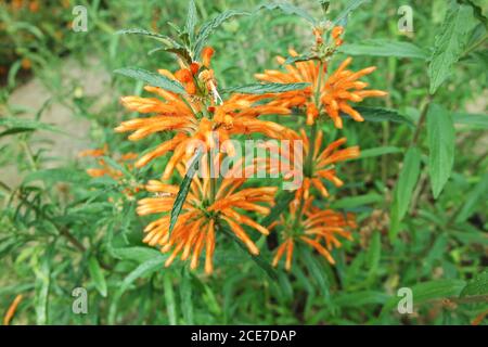 Orecchio del leone africano, Madeira Foto Stock