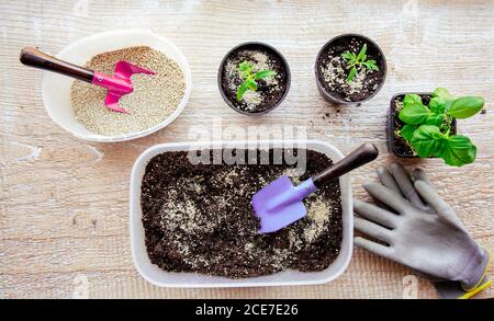 La miscelazione di vermiculite e granuli di colore nero con terreno di giardinaggio migliora la ritenzione di acqua, aria, radice di capacità di crescita di tutte le piante che crescono in vaso Foto Stock