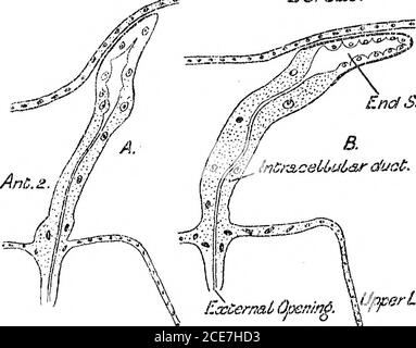 . Un rapporto preliminare dello sviluppo del NAUPLIUS di Leptodora hyalina (Lillj.) . 7, tuttavia, scompare. DorasbL. EndSac. P 3S&gt; ?SG Foto Stock