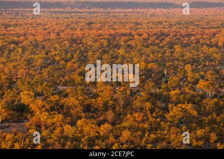 Vista mattutina della savana, dalla collina del campo di Sinamatella, Parco Nazionale di Hwange, Matabeleland Nord, Zimbabwe, Africa Foto Stock