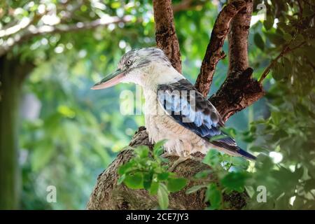 uccello di Kookaburra Foto Stock