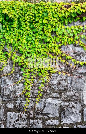 Autunno foglie texture sfondo, verde e giallo Foto Stock