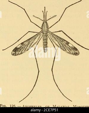 . Dr. Evans' come tenere bene; . della lattana dall'interno fuori. Un wad di cotonis sciolto avvolto intorno al chiodo appena sotto la relativa testa ed all'interno della lattetta. La lattina è appesa o tenuta in altro modo sull'acqua. La goccia dovrebbe cadere abbastanza prima di colpire l'acqua per farlo rompere in una pellicola sottile sulla superficie dell'acqua. Variando la pressione della testa del chiodo sul cotone si regola il flusso di olio. Il numero di gocce al minuto di spalla è compreso tra dieci e venti. Per il kerosene e gli oli leggeri si può usare una lattina di olio con un piccolo spigotlocated sul lato della lattina un pollice sopra t Foto Stock