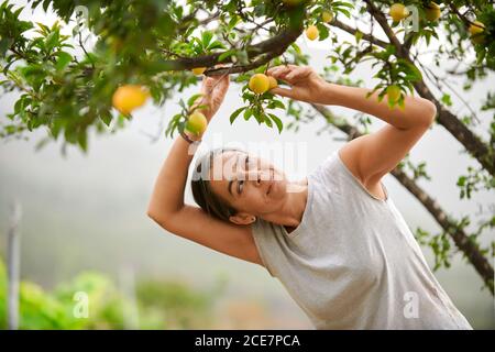 Donna anziana in piedi nel giardino verde e la raccolta Mirabelle prugne da albero, mentre si lavora su terreni agricoli in estate Foto Stock