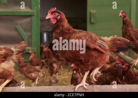 Gruppo di galline carine con piumaggio marrone in pollo rustico coop in villaggio Foto Stock
