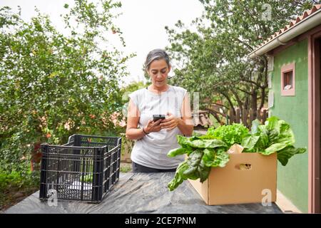 Occupato donna giardiniere in piedi a tavola con verdure assortite in scatole e utilizzando il telefono cellulare Foto Stock