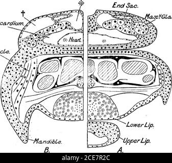 . Un rapporto preliminare dello sviluppo del NAUPLIUS di Leptodora hyalina (Lillj.) . MesoderntgsLBand. Fig. 4.-A. Sezione verticale longitudinale attraverso il rigonfiamento dorsolaterale ; viene presa ad una certa distanza dalla linea medio-dorsale (vedi fig. 2).B. Sezione simile presa vicino alla linea medio-dorsale. 1) la graduale separazione dell'ectoderm dal sacco cardiaco, e (2) la disintegrazione degli strati più profondi di questo ectoderm spesso (figg. 2, 4, 5, *),.sembra esserci un piano definito per lo spazio pericardico, costituito da cellule appiattite continue con quelle del cuore Foto Stock