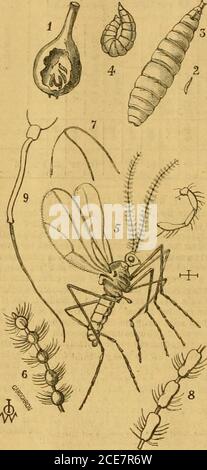 . Cronaca dei Giardinieri : rivista settimanale illustrata di orticoltura e soggetti alleati . raea Uimiria; 6, Ranunculus acris, a doppia fioritura. A. J. K. 1, Cystopteris fragilis ; 2,non riconosciuta; 3, Asplenium ruta-muraria; 4,Asplenium tricomanes; S, Senebiera acopus, Frasinzum, 8. H. M. apparentemente alcuni vetch, o tares, theseeds di cui sono diventato mescolato con theSweet Peas.-J. C. Globosa buddleia.-B. B. 1, Geranium pratense, varietà rosa; 2, Lychnisviscaria, a doppia fioritura; 3, Armeria, non possiamo dire quale; 4, Gnaphalium luteo-album. A. Foto Stock