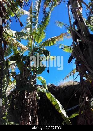 Colpo verticale di un albero della banana Foto Stock