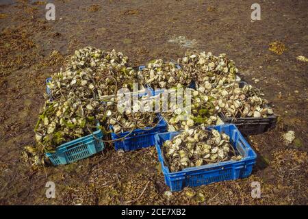 Dall'alto di contenitori di plastica simili con un mucchio di fresco molluschi ricoperti di alghe verdi e corda sulla costa bagnata di luce diurna Foto Stock