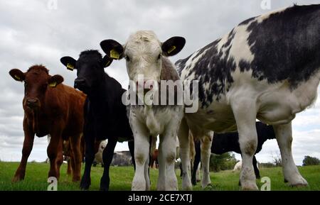 Gruppo di giovani vitelli di vacca, marroni, neri e grigi con le etichette di identificazione del bestiame nelle loro orecchie in piedi su terreni agricoli nel Buckinghamshire Inghilterra. Foto Stock