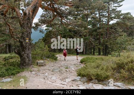 Vista posteriore di una giovane coppia irriconoscibile di viaggiatori con zaini escursioni sul sentiero tra la foresta verde e le montagne in estate Giornata in Navacerrada in Spagna Foto Stock