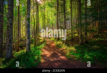 Abetone, sentiero di montagna all'interno di una foresta di abeti. Appennino, Toscana, Italia. Foto Stock