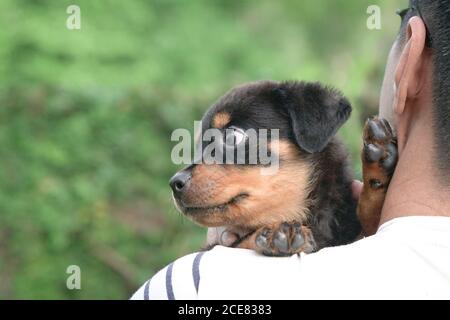 Cute testa del cane cucciolo sulla spalla dell'uomo adulto. Ambiente esterno. Primo piano. Foto Stock