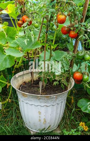 Pomodori in pentola Solanum lycopersicum pot Plant Foto Stock