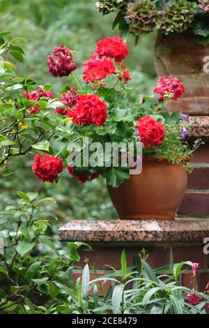 Pelargonio - geranio in giardino pentola Foto Stock
