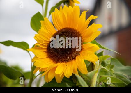 Due bumblebee sulla testa di un girasole impollinante Foto Stock