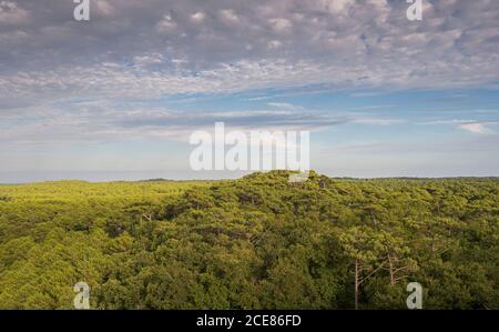 Foresta di pino Marittimo, Pinus pinaster, accanto alla Duna di Pilat, Francia Foto Stock