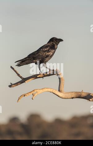 Raven comune o corvus corax uccello selvatico seduto su asciutto ramo di albero contro il cielo grigio in natura Foto Stock