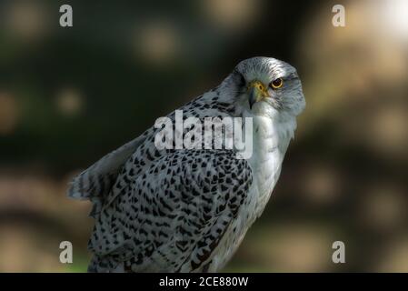 Primo piano di falco peregrino Falco peregrinus conosciuto anche come peregrina o falco d'anatra seduto su sfondo natura offuscato Foto Stock